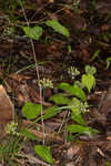 Blue Ridge carrionflower